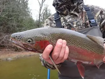 Salmon Fishing With Beads - Ontario Trout And Steelhead
