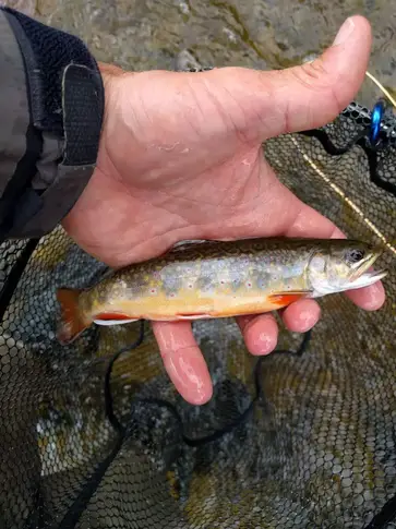 Brook Trout Fishing in Ontario, Canada