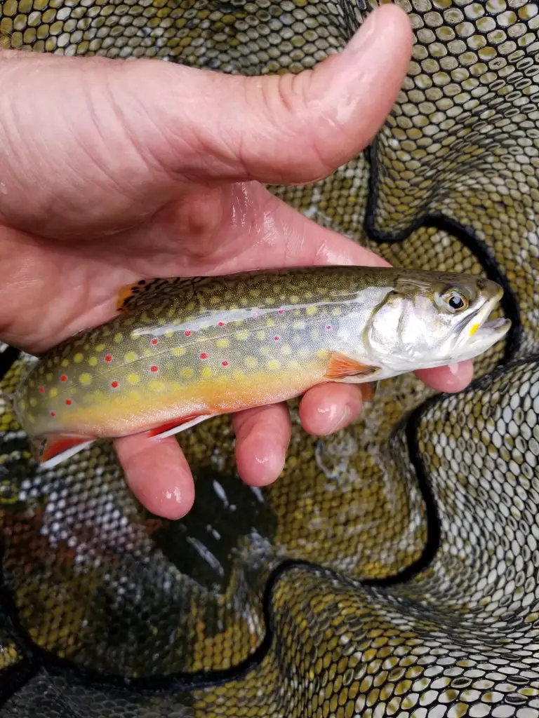 A Shelter Valley Creek Brook Trout