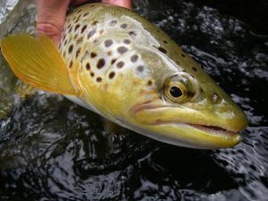 Ontario Brown Trout