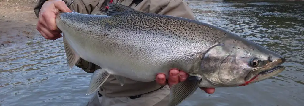 Best Salmon Guides In Ontario