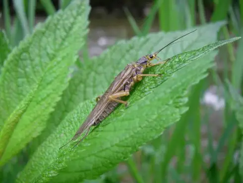 A stonefly adult on a leaf by the river