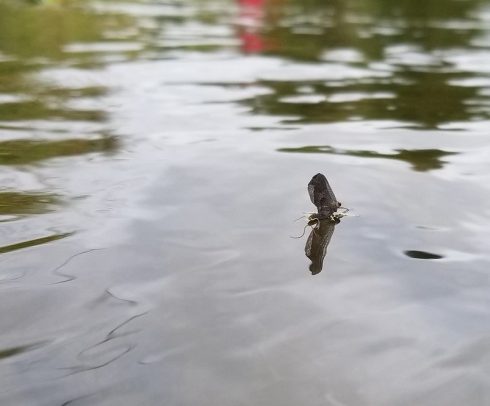 A natural Mayfly floating on the surface