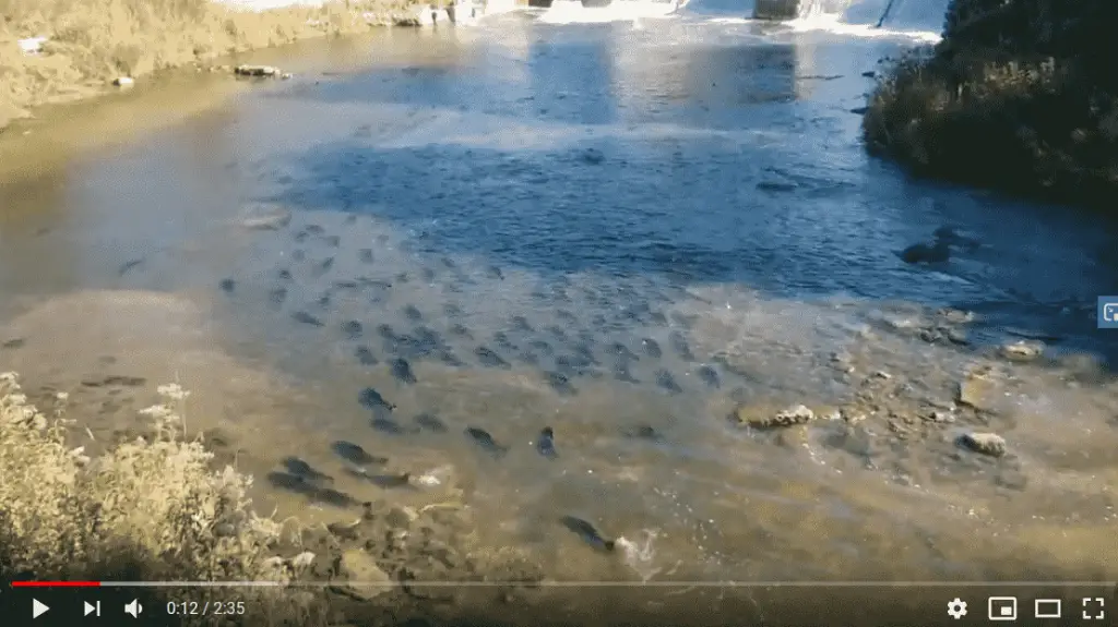 The Salmon Run On The Ganaraska River