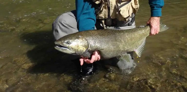Best Gear For Great Lakes River Salmon In 2020