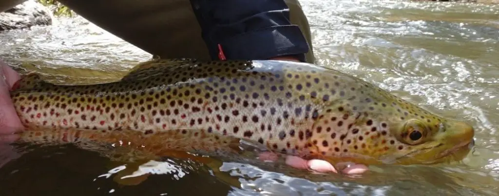 Fishing for Ontario brown trout