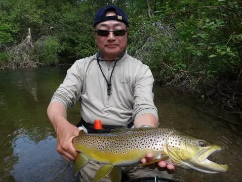 An Ontario brown trout caught nymphing