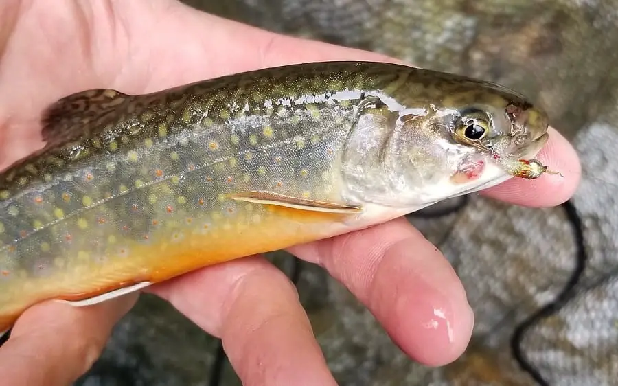 Fly fishing for Ontario brook trout can be the best method to catch them