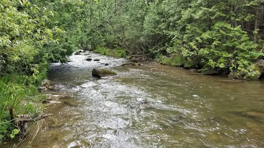 A nice Ontario brook trout creek