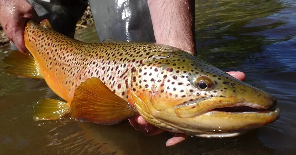A large brown trout caught on the grand river