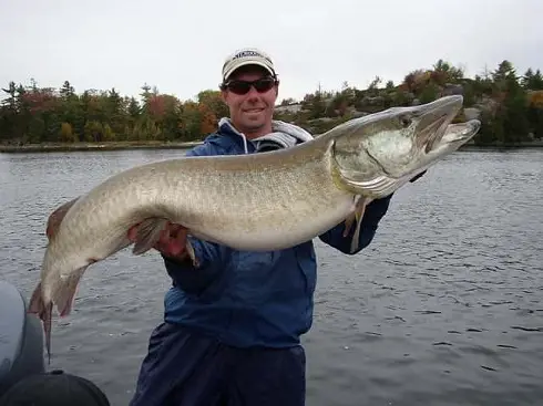 Ontario Fly fishing for musky.