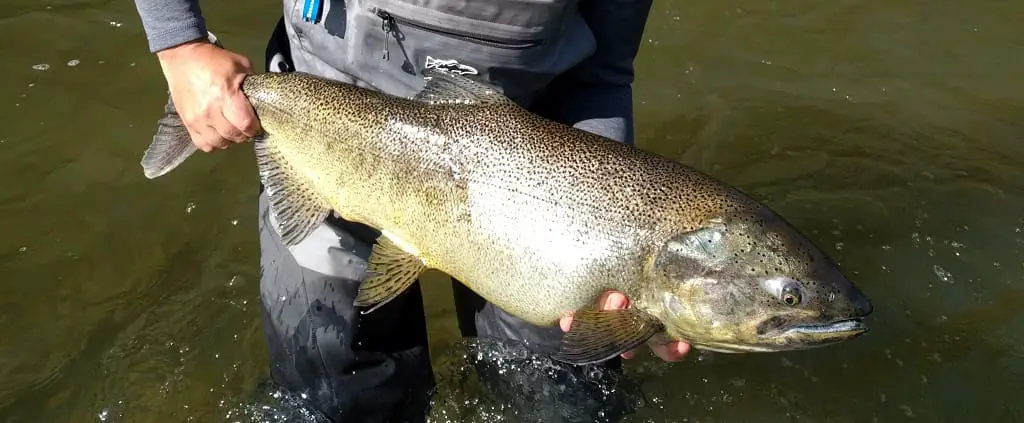 An Ontario salmon caught with a fly rod.