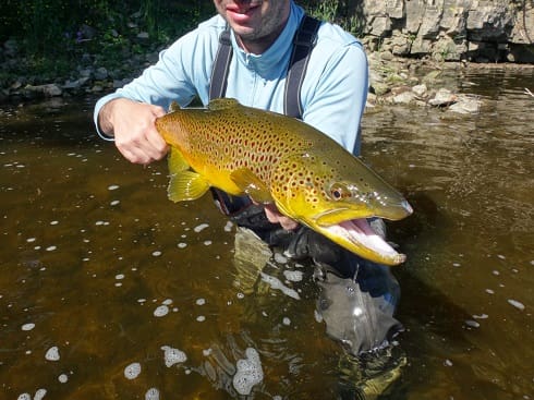 Fly Fishing Ontario for huge brown trout like this is always possible