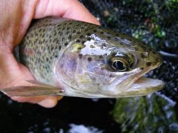 Fly Fishing Gear For Beginners: Everything You Need