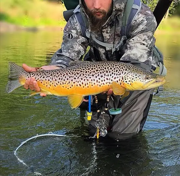 Ontario river guide cody with a beautiful brown trout