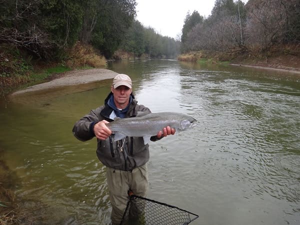 A landed steelhead from the Nottawasaga River
