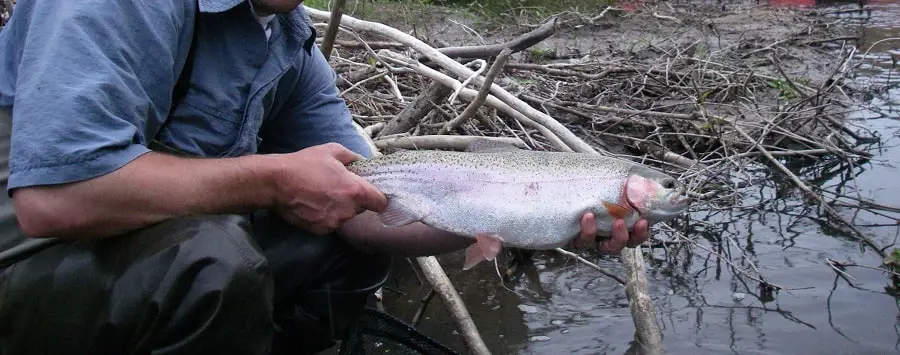 A fat summer time Ontario rainbow trout