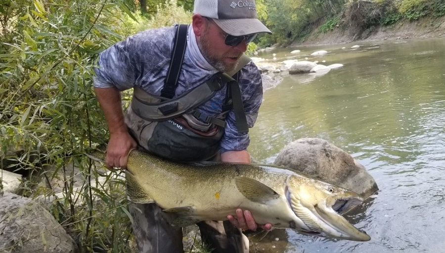 Knowing when do the salmon run in Ontario can produce big salmon like this.