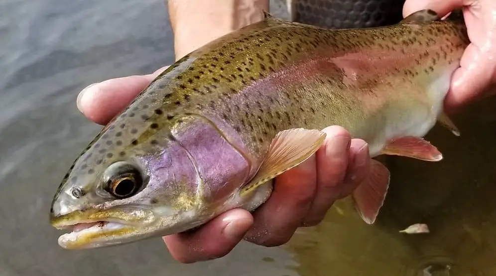 Ontario Rainbow Trout Fishing