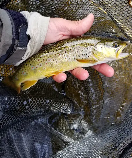 A stocked brown trout being held by a Grand River Fishing Guide