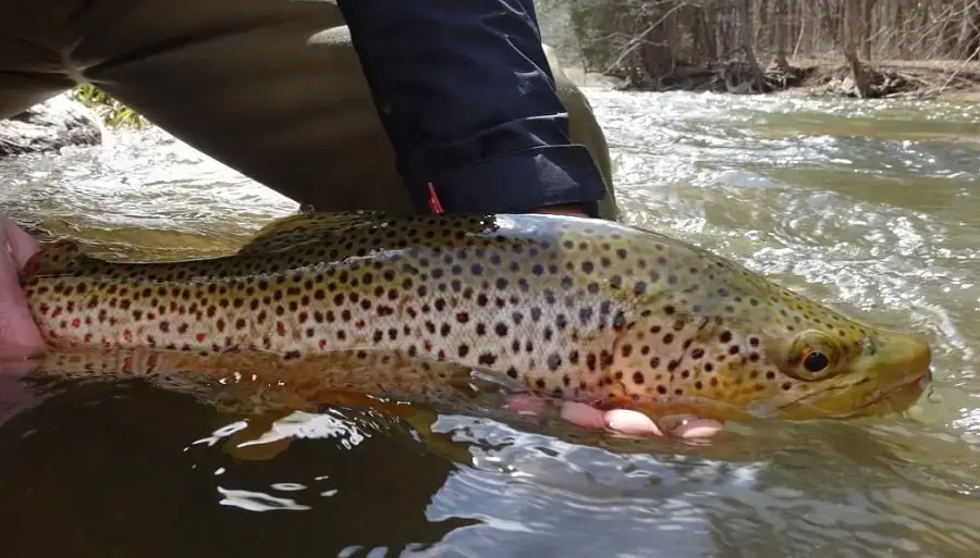 Ontario Brown Trout - Ontario Trout And Steelhead
