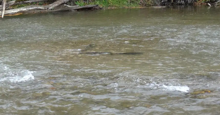 Spawning salmon on an Ontario River