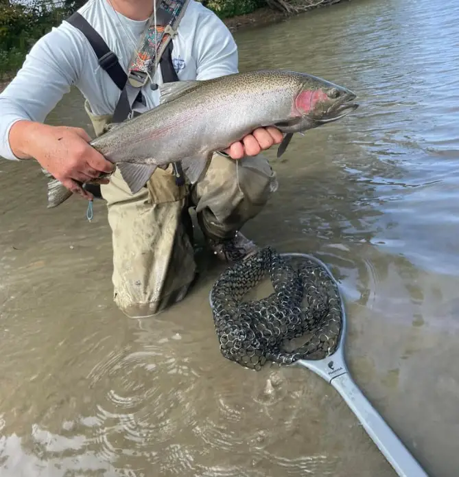 An angler holding a nice steelhead while his FishUSA Premium Trout & Steelhead Landing Net sits in the water in front of him.