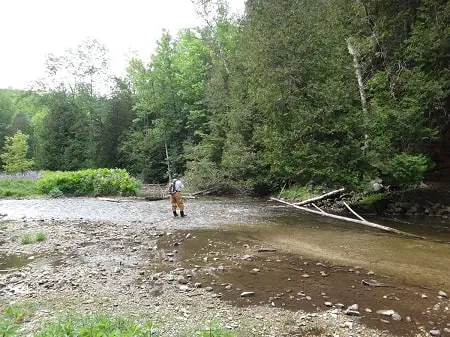 Best Trout Rivers In Ontario