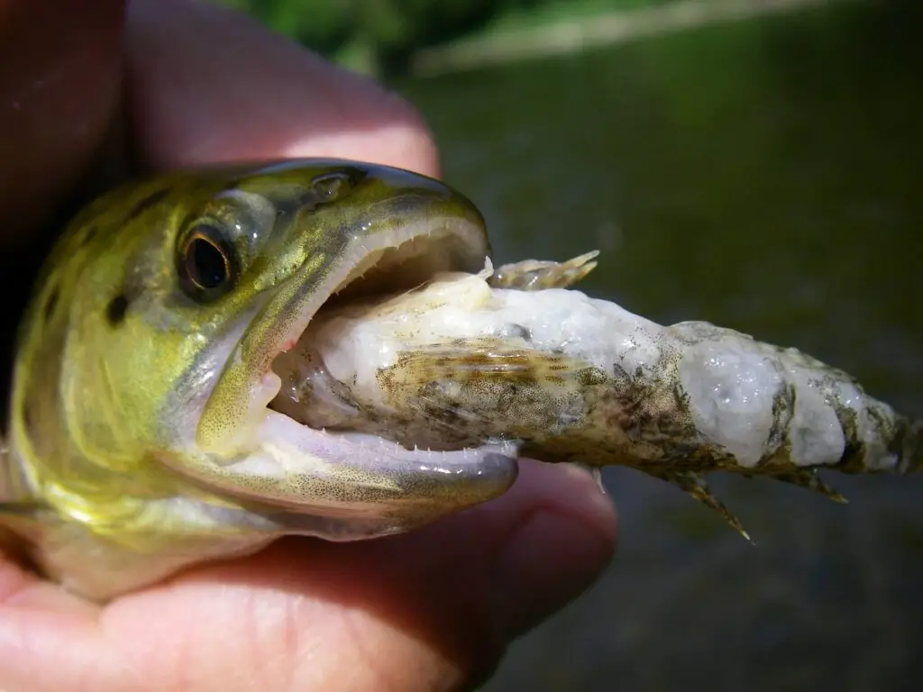 A brown trout with a baitfish in its mouth