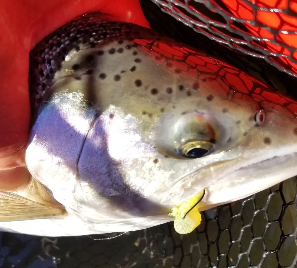 A steelhead with a chartreuse roe bag in its mouth.