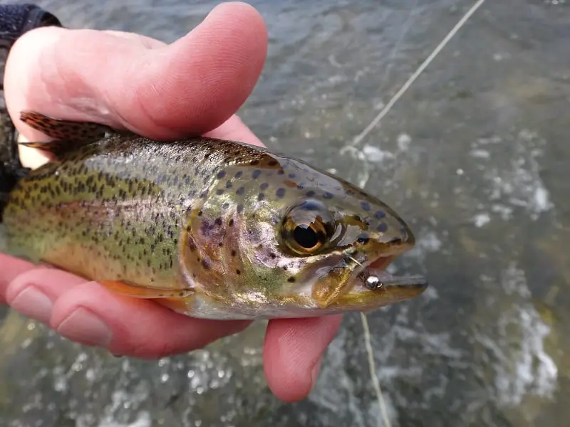 A rainbow trout with an artificial fly in its mouth.