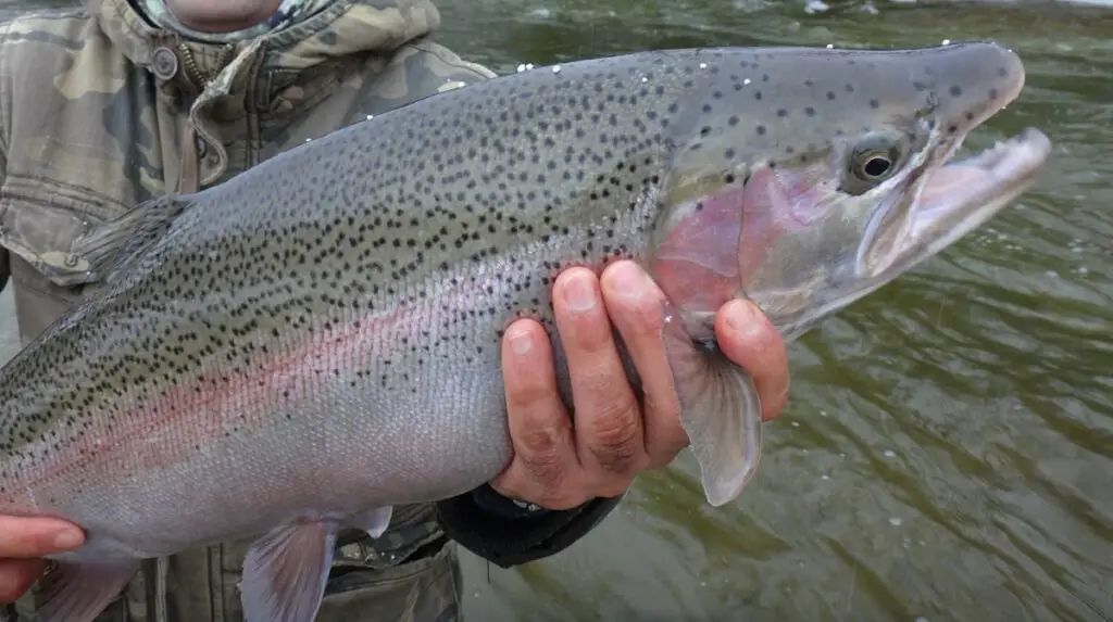 The best hooks for steelhead are required to hook and land big steelhead like this.