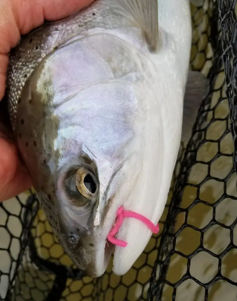 A steelhead with a worm fly in its mouth.