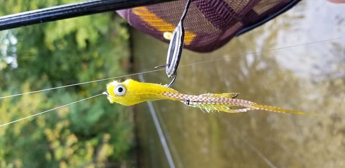 A streamer fly I use for both trout and steelhead. This is similar to the Circus Peanut.