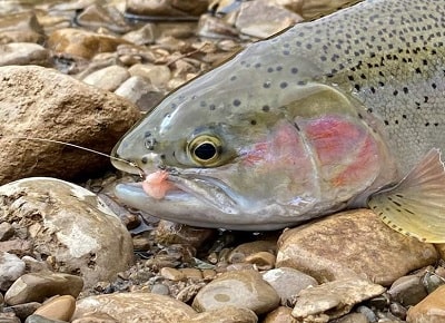 Guide Tactics For More Spring Steelhead