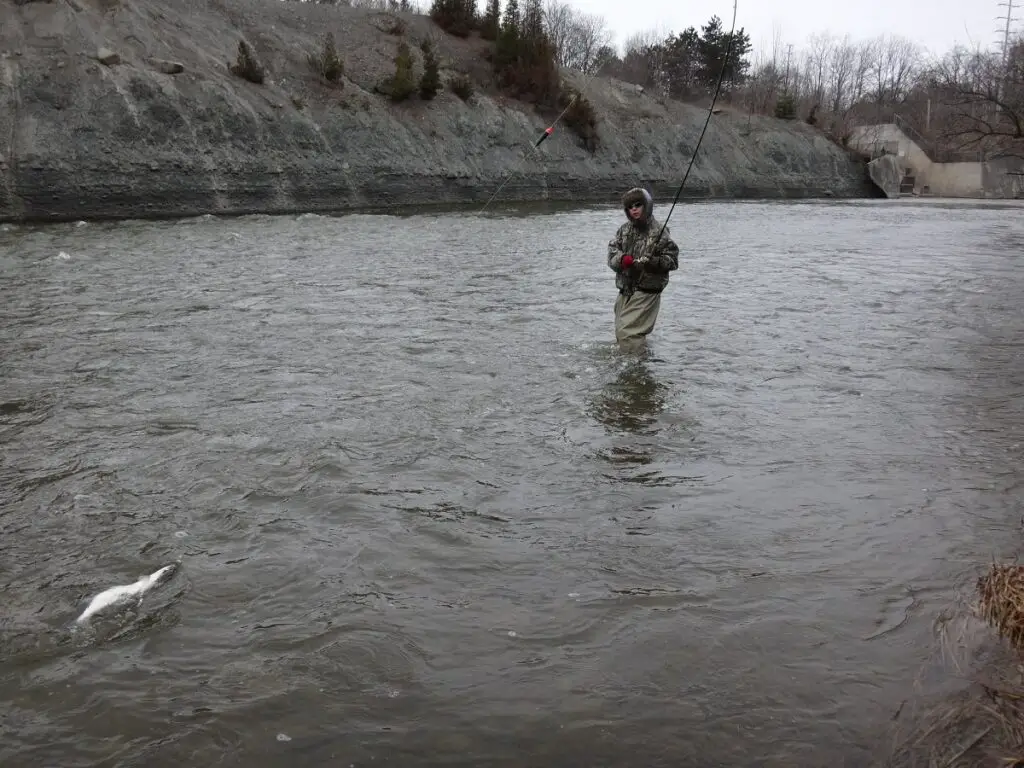 An angler fighting a large steelhead that is on the surface.
